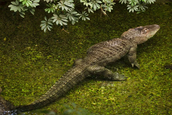 Jacaré-americano (alligator mississippiensis). — Fotografia de Stock