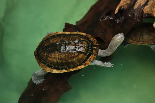 Roti-Schlangenhalsschildkröte (chelodina mccordi)) — Stockfoto