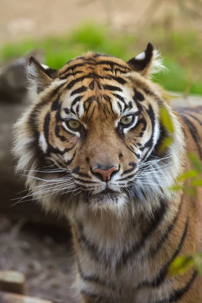 Суматранский тигр (Panthera tigris sumatrae). — стоковое фото