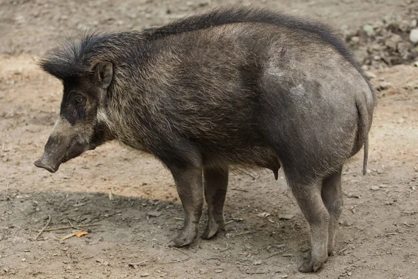 Visayan warty pig (Sus cebifrons). — Stock Photo, Image