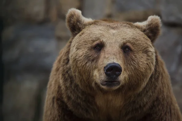 棕熊（Ursus arctos）). — 图库照片