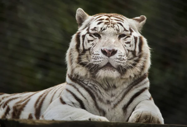 Белый тигр (Panthera tigris tigris ). — стоковое фото