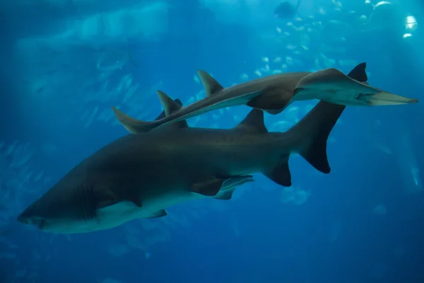 Tiburón tigre de arena (Carcharias taurus ) — Foto de Stock