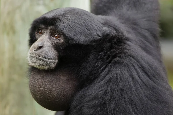 Siamang (Symphalangus syndactylus) ). — Foto de Stock