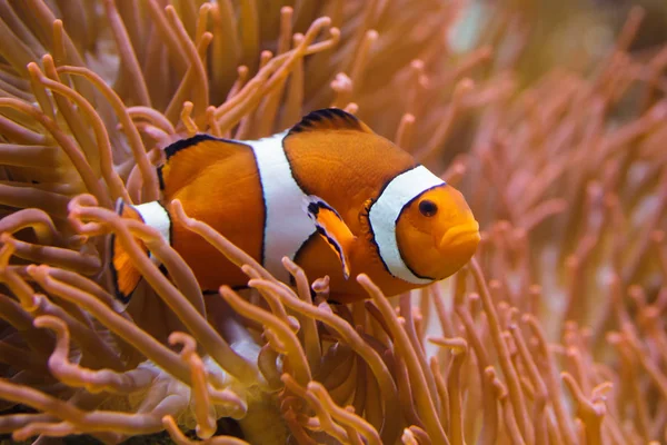 Palhaços-de-omellaris (Amphiprion ocellaris ) — Fotografia de Stock