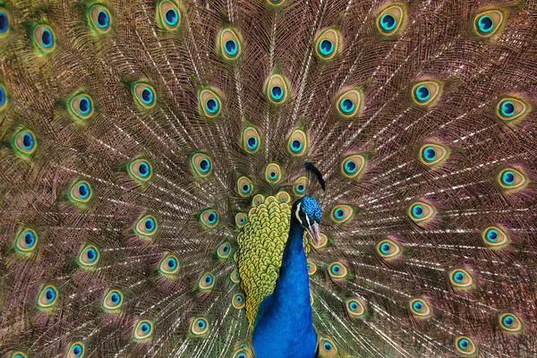 Peafowl indiano (Pavo cristatus ) — Fotografia de Stock