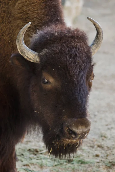 Plains bison, also known as the prarie bison. — Stock Photo, Image