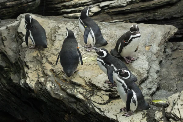 Magellanic penguin (Spheniscus magellanicus). — Stock Photo, Image