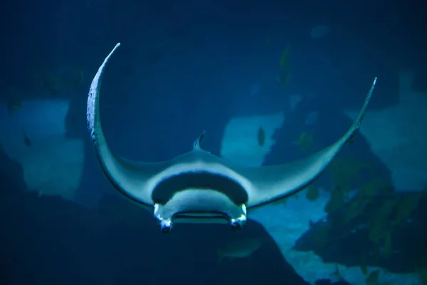 Şeytan balık (Mobula mobular) — Stok fotoğraf