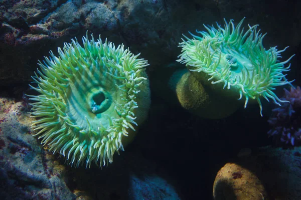 Giant green anemones (Anthopleura xanthogrammica). — Stock Photo, Image