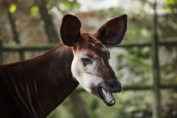 Okapi (Okapia johnstoni). — Foto de Stock