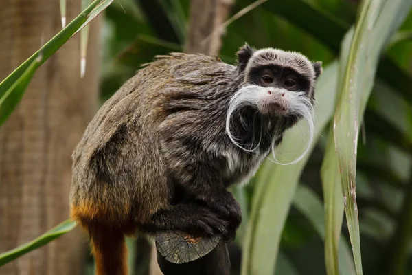 Brodaty cesarz tamarin (Saguinus imperator subgrisecens). — Zdjęcie stockowe