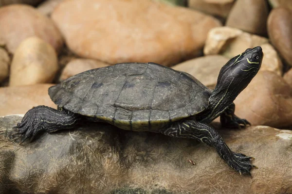 Cooter de barriga vermelha da Flórida (Pseudemys nelsoni ) — Fotografia de Stock