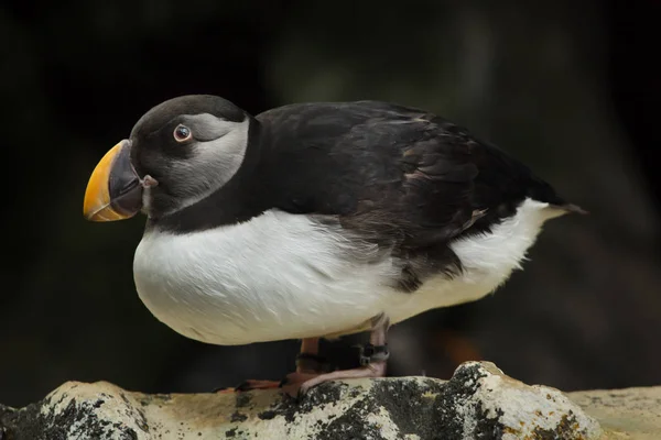 Atlantische papegaaiduiker (fratercula arctica)) — Stockfoto