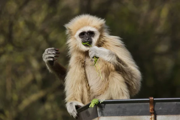 Lar gibbon (hylobates lar) — Stock Fotó