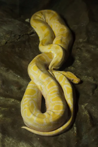 Birmy python (Python bivittatus) — Zdjęcie stockowe