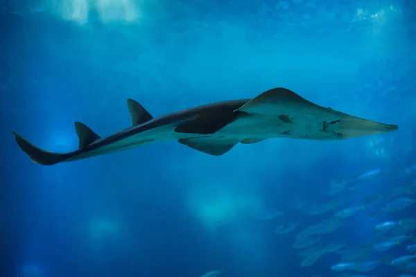 Obří guitarfish (Rhynchobatus djiddensis) — Stock fotografie