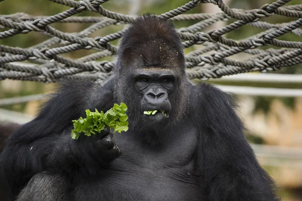 Western lowland gorilla — Stock Photo, Image