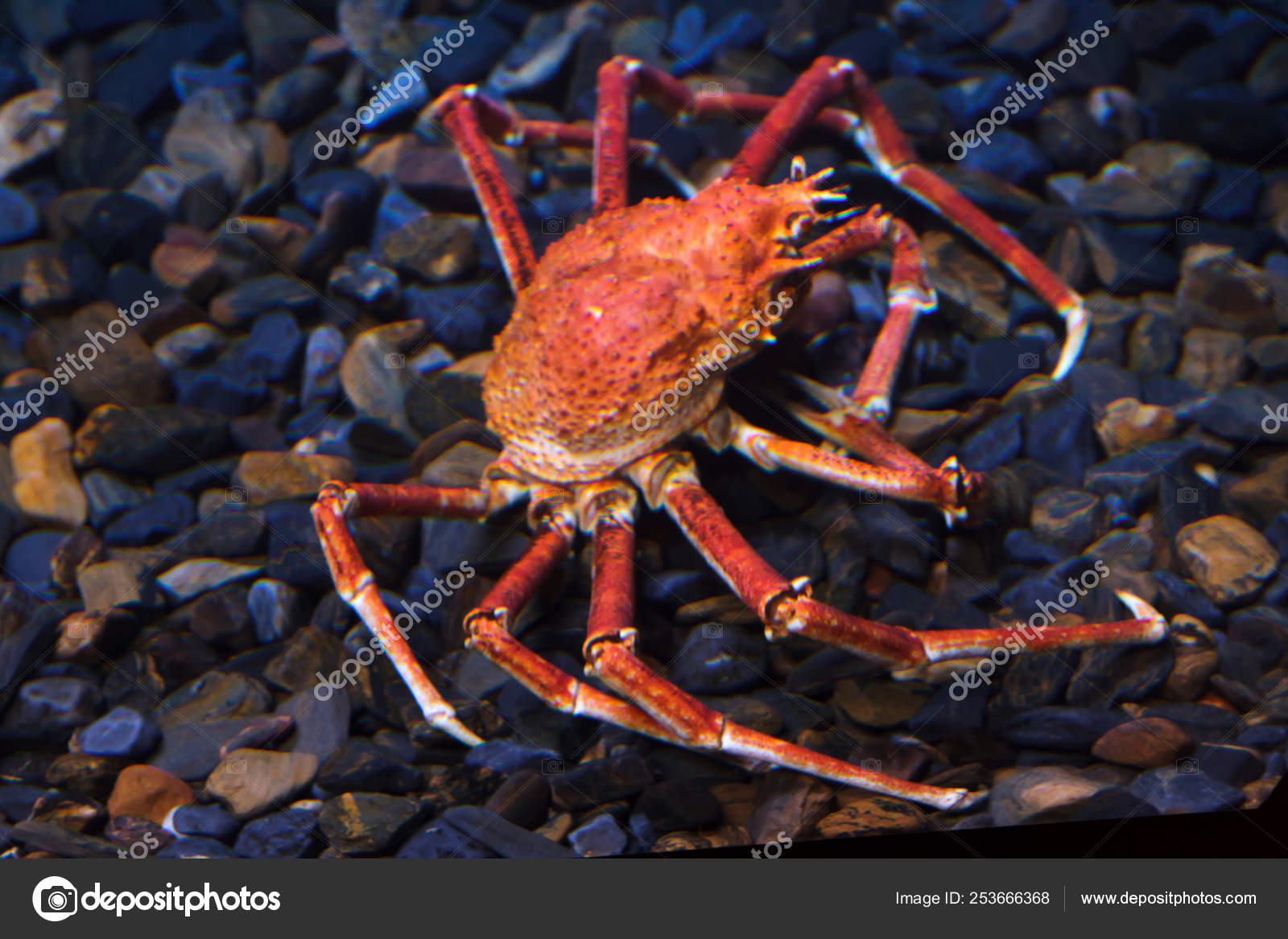 240 Japanese Spider Crab Stock Photos Free Royalty Free Japanese Spider Crab Images Depositphotos