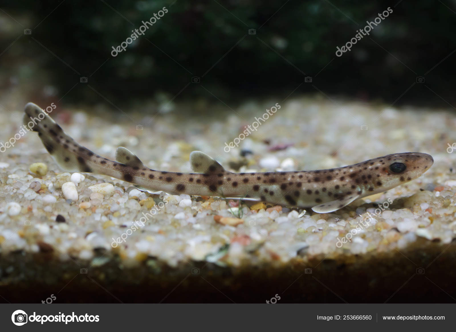 Requin Chat Images Libres De Droit Photos De Requin Chat Depositphotos Requin Chat Images Libres De Droit Photos De Requin Chat Depositphotos