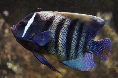 Sixbar melek balığı (Pomacanthus sexstriatus), olarak da bilinen altı şeritli angelfish. 