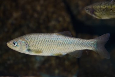 Güney İber tatlısu kefali (Squalius pyrenaicus). Tatlı su balık. 