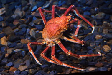 Japanese spider crab (Macrocheira kaempferi), also known as the giant spider crab.  clipart