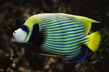 İmparator angelfish (Pomacanthus Imperator). Tropikal balık. 