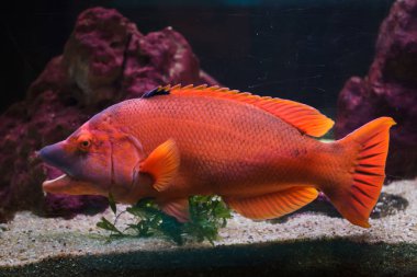 Çubuklu domuz balığı (Bodianus scrofa). Deniz Balığı. 