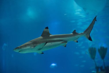 Siyah uçlu resif köpek balığı (Carcharhinus melanopterus).