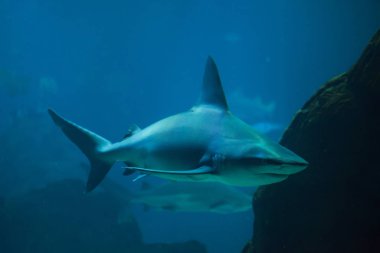Kum köpekbalığı (Carcharhinus plumbeus), kalın derili köpekbalığı olarak da bilinir..