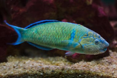 Süslü Wrasse (Thalassoma pavo). 