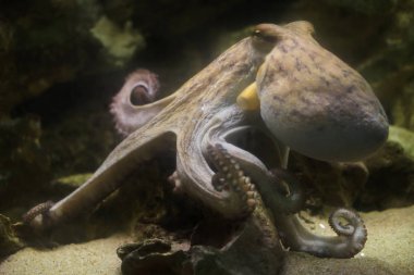 ortak ahtapot (octopus vulgaris)