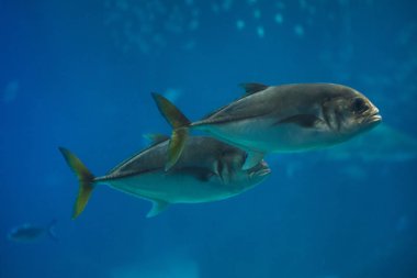 Palamut (Trachinotus ovatus). Deniz balıkları. 