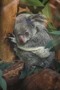 Queensland koalası (Phascolarctos cinereus adustus). Vahşi yaşam hayvanı.