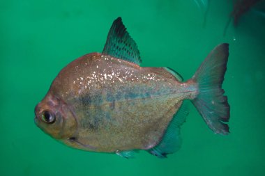 Gümüş Dolar (Metynnis Argenteus), gümüş dolar olarak da bilinir..