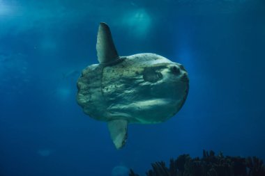 Ocean sunfish (Mola mola), also known as the common mola.  clipart