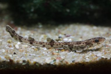 Küçük benekli catshark (Scyliorhinus canicula), kum Kedibalığı da bilinen. 