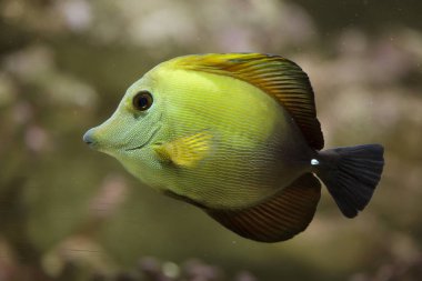 Kahverengi tang (Zebrasoma süpürge)