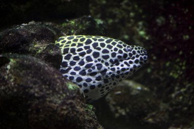 Bağcıklı moray (Gymnothorax favagineus)