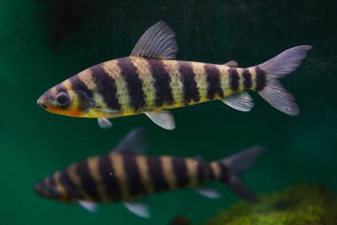 Bantlı leporinus (Leporinus fasciatus), ayrıca siyah bantlı leporinus olarak da bilinir.. 