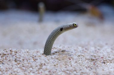 Benekli bahçe yılanbalığı (Heteroconger hassi).