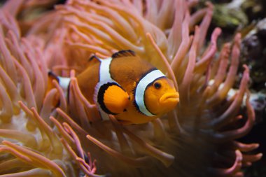 Ocellaris palyaço balığı (Amphiprion ocellaris) ya da sahte perküla palyaço balığı, muhteşem deniz şakayığında yüzer (Heteractis magnifica).).