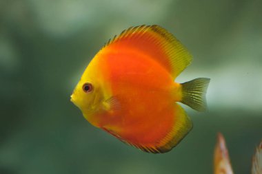 Kırmızı Marlboro discus (Symphysodon aequifasciatus). Tatlı su balık. 