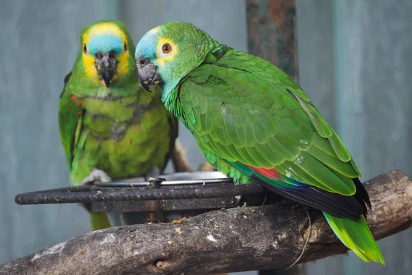 Turquoise Fronted Amazon Amazona Aestiva Also Known Blue Fronted Parrot — Stock Photo, Image