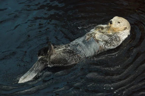 Lontra Mare Enhydra Lutris Nuotare Nel Mare — Foto Stock