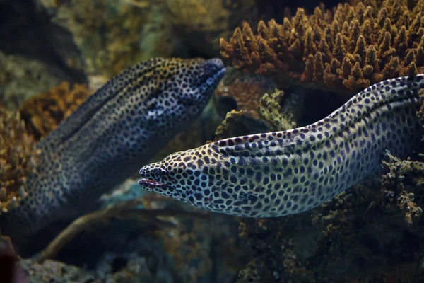 Morena Lacada Gymnothorax Favagineus También Conocida Como Morena Leopardo —  Fotos de Stock