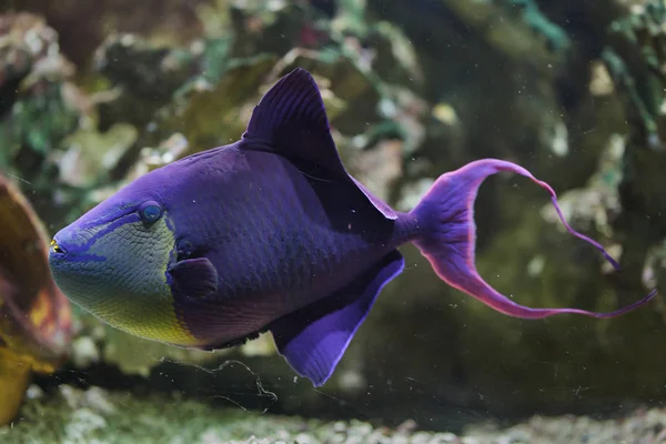 Kırmızı dişli triggerfish (Odonus Nijer). — Stok fotoğraf