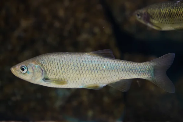 Південний Іберійського Чуб Squalius Pyrenaicus Прісноводні Риби — стокове фото