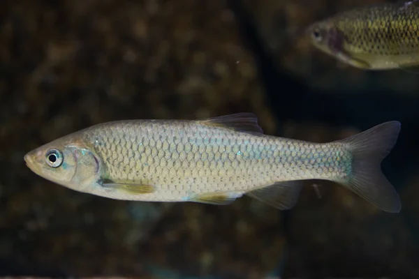 Chub Ibérico Meridional Squalius Pyrenaicus Peces Agua Dulce — Foto de Stock